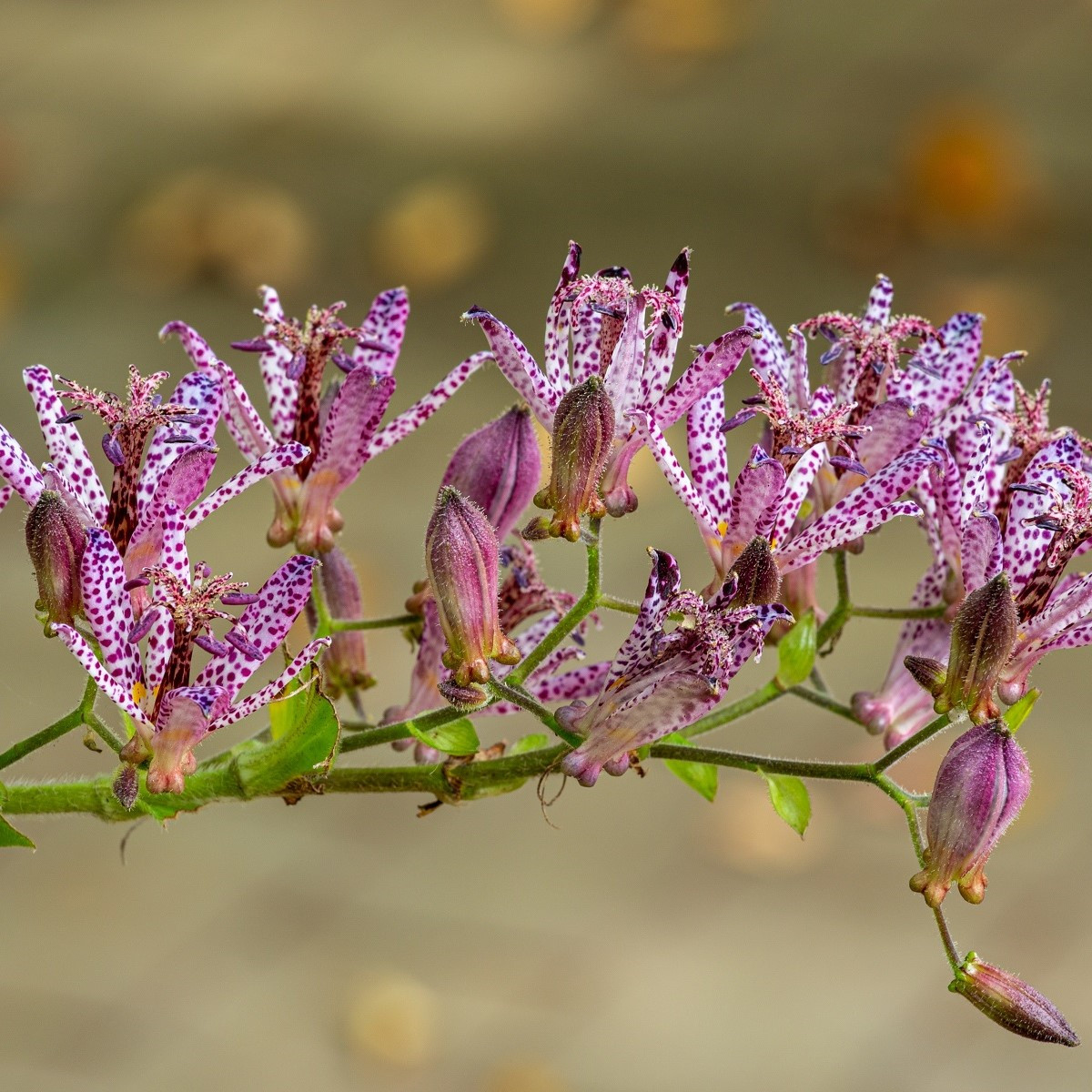Liliovka srstnatá - Tricyrtis hirta - prostokořenné sazenice - 1 ks