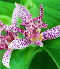 Liliovka srstnatá - Tricyrtis hirta - prostokořenné sazenice - 1 ks