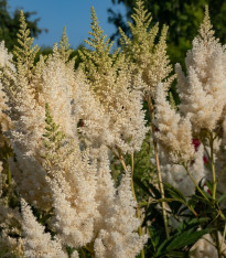 Čechrava Weisse Gloria - Astilbe arendsii - cibuloviny - 1 ks