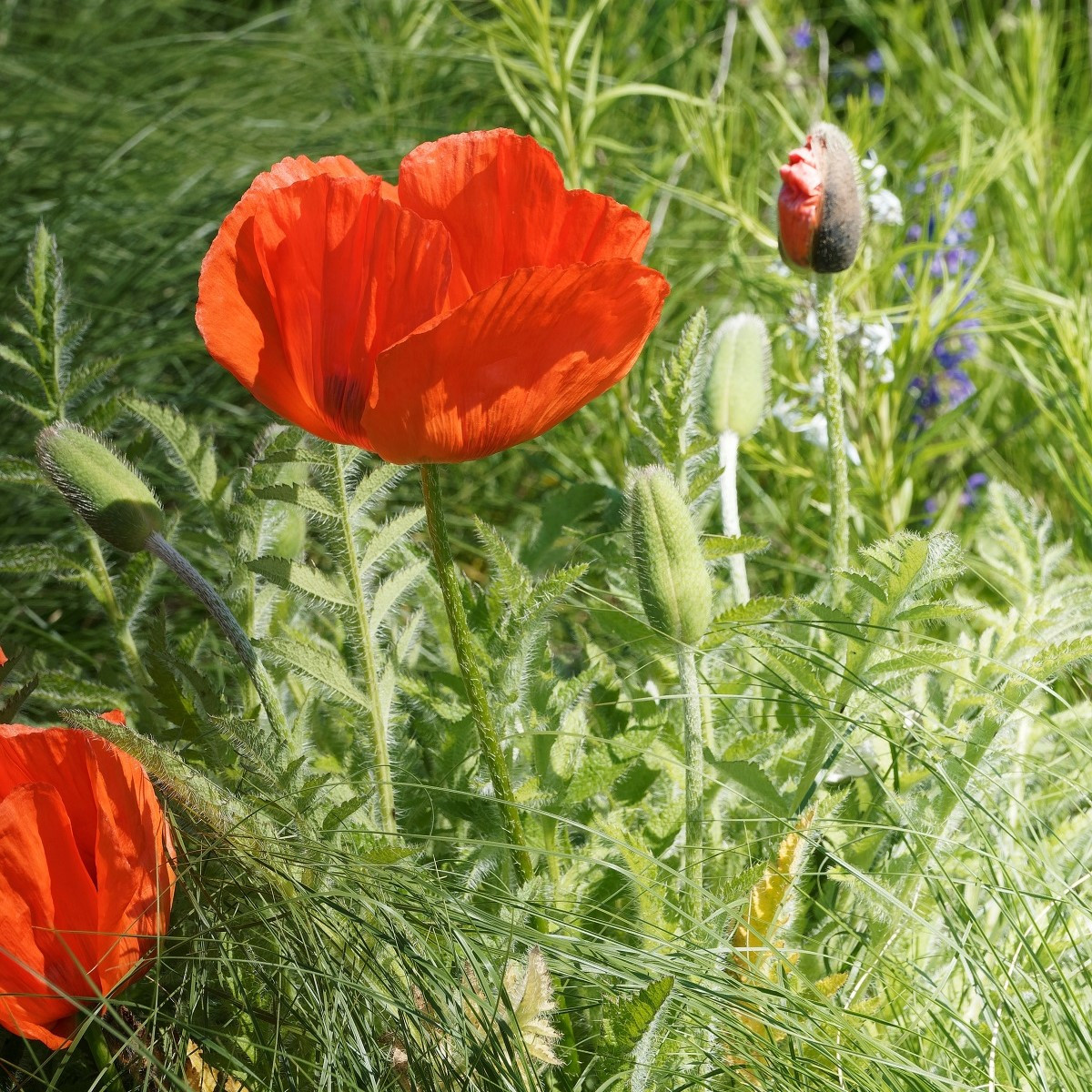 Mák východní - Papaver orientalis - prostokořenné sazenice - 1 ks