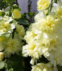 Topolovka Spring Celebrities Lemon - Alcea - prostokořenné sazenice - 1 ks