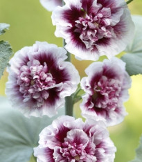 Topolovka Creme de Casis - Alcea - prostokořenné sazenice - 1 ks