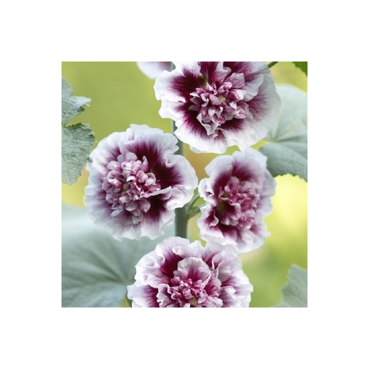 Topolovka Creme de Casis - Alcea - prostokořenné sazenice - 1 ks