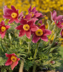 Koniklec růžový - Pulsatilla - prostokořenné sazenice - 1 ks