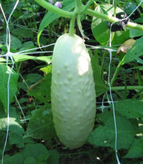 Okurka bílá - Cucumis sativus - semena - 5 ks