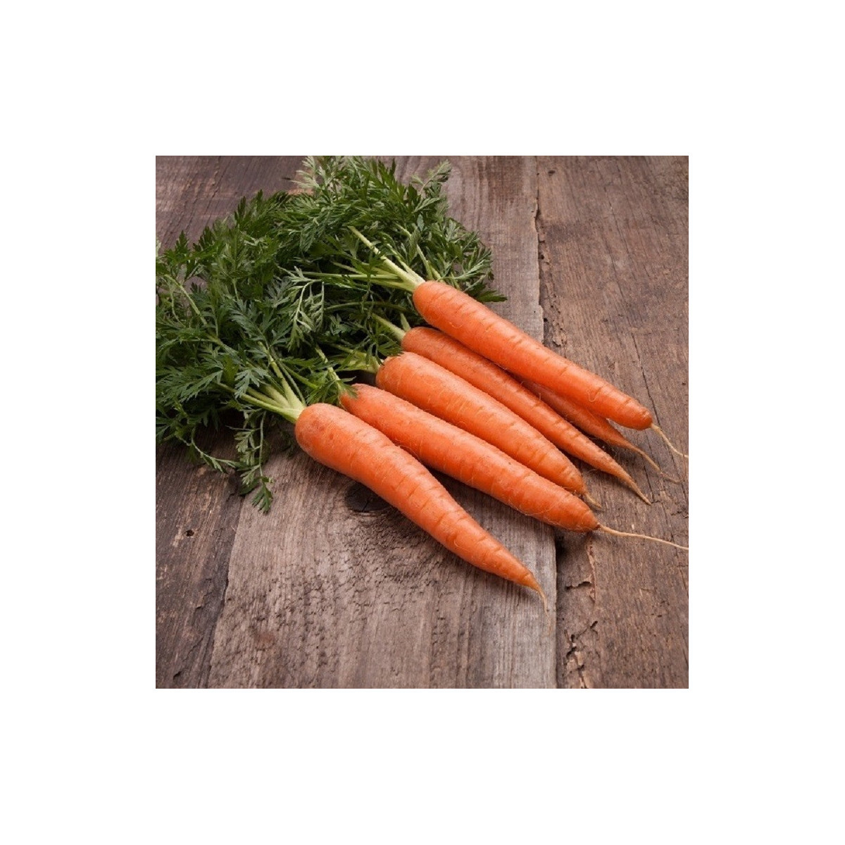 BIO Mrkev raná Touchon - Daucus carota - bio semena - 200 ks