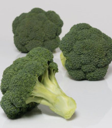BIO Brokolice Covina F1 - Brassica oleracea L. - bio semena - 20 ks