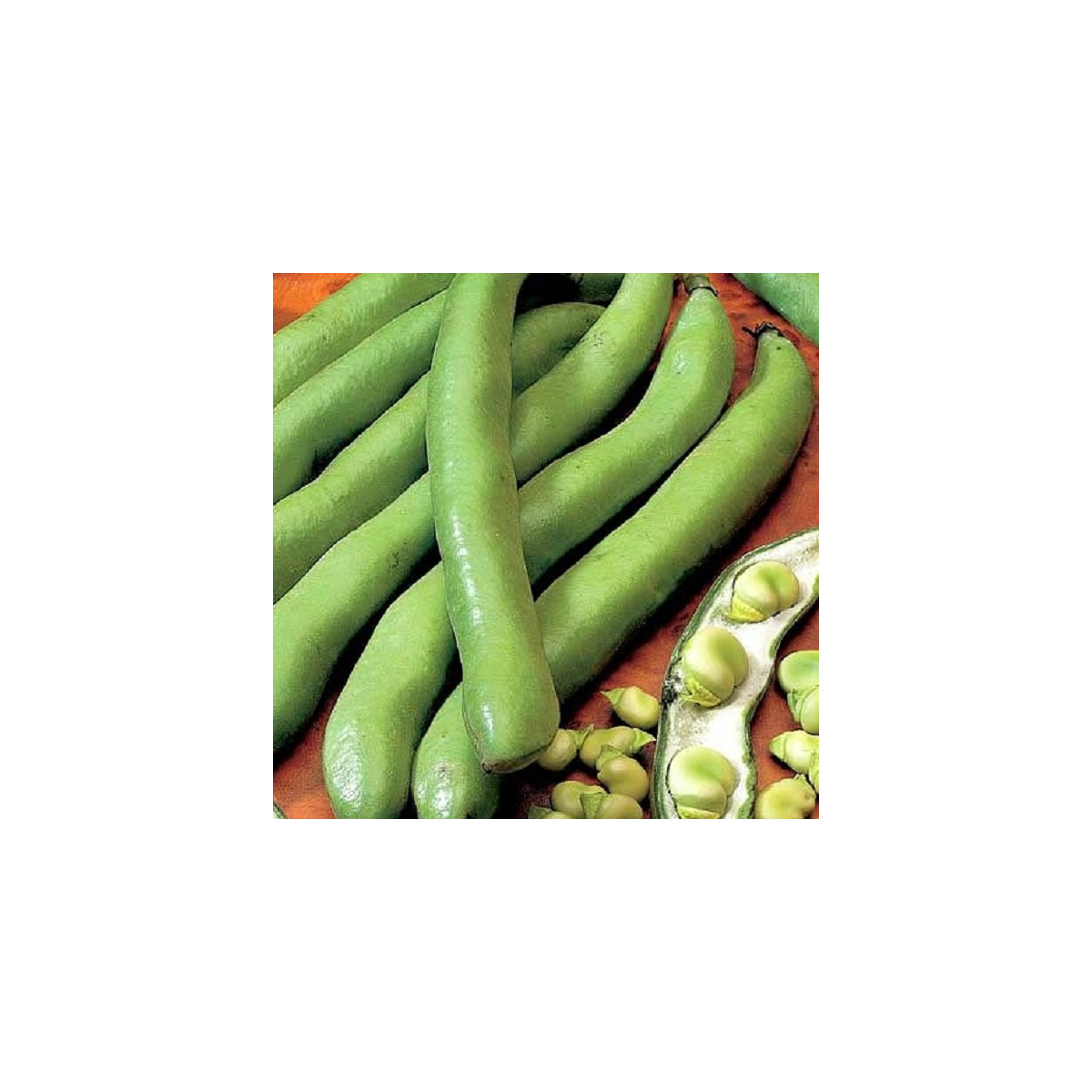 BIO Bob Hangdown - Vicia faba - bio semena - 20 ks