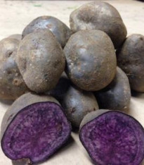 Sadbové brambory Blue Congo - Solanum tuberosum - brambory - 5 ks