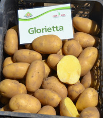 BIO Sadbové brambory Glorietta - Solanum tuberosum - bio brambory - 10 ks