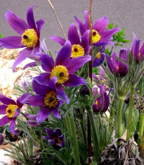 Koniklec modrý - Pulsatilla - prostokořenné sazenice - 1 ks