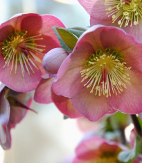 Čemeřice Montsegur - Helleborus - prostokořenné sazenice - 1 ks