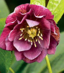 Čemeřice plnokvětá Ellen Red - Helleborus double - prostokořenné sazenice - 1 ks
