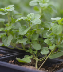 Majoránka zahradní Marcelka - Majorana hortensis - semena - 500 ks