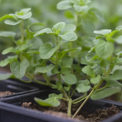 Majoránka zahradní Marcelka - Majorana hortensis - semena - 500 ks