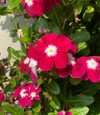 Barvínek Volante Burgundy Halo - Catharanthus - semena - 30 ks