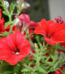 Petúnie Musica Red F1 - Petunia x grandiflora - semena - 30 ks