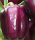 Paprika Beluga Lilac F1 - Capsicum annuum - semena - 6 ks