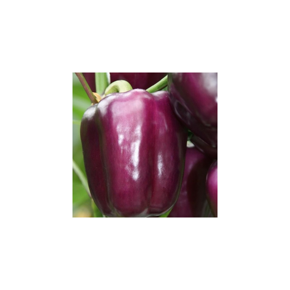 Paprika Beluga Lilac F1 - Capsicum annuum - semena - 6 ks