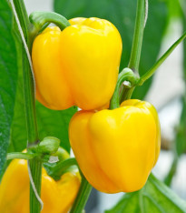 Paprika Beluga Yellow F1 - Capsicum annuum - semena - 5 ks