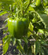 Paprika Beluga Green F1 - Capsicum annuum - semena - 5 ks