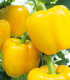 Paprika Beluga Yellow F1 - Capsicum annuum - semena - 5 ks