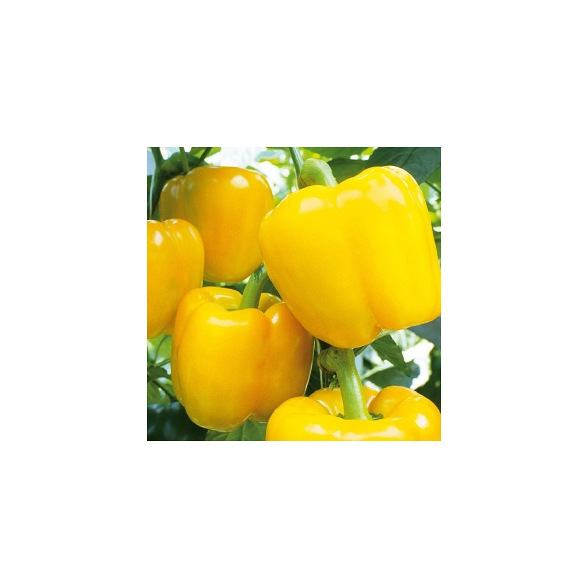 Paprika Beluga Yellow F1 - Capsicum annuum - semena - 5 ks