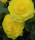 Begónie Nonstop F1 Yellow - Begonia tuberhybrida - semena - 20 ks