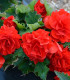 Begónie Nonstop F1 Red - Begonia tuberhybrida - semena - 20 ks