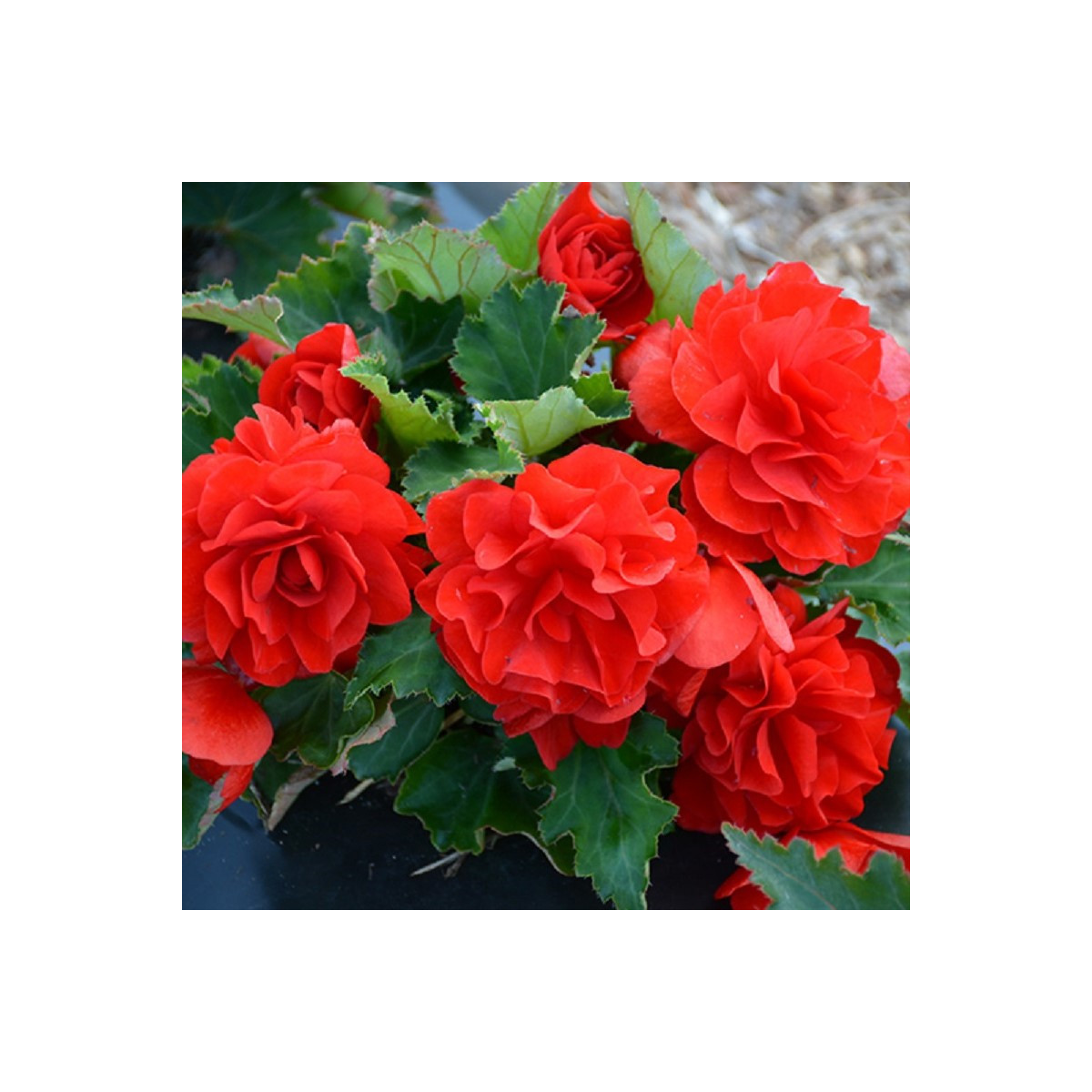 Begónie Nonstop F1 Red - Begonia tuberhybrida - semena - 20 ks