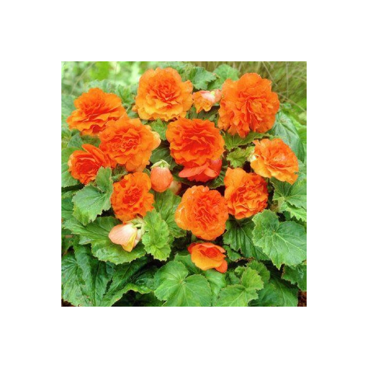 Begónie Nonstop F1 Orange - Begonia tuberhybrida - semena - 20 ks