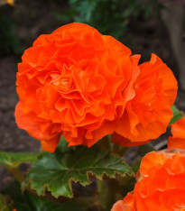 Begónie Nonstop F1 Orange - Begonia tuberhybrida - semena - 20 ks