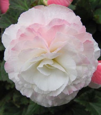 Begónie Nonstop F1 Appleblossom - Begonia tuberhybrida - semena - 20 ks