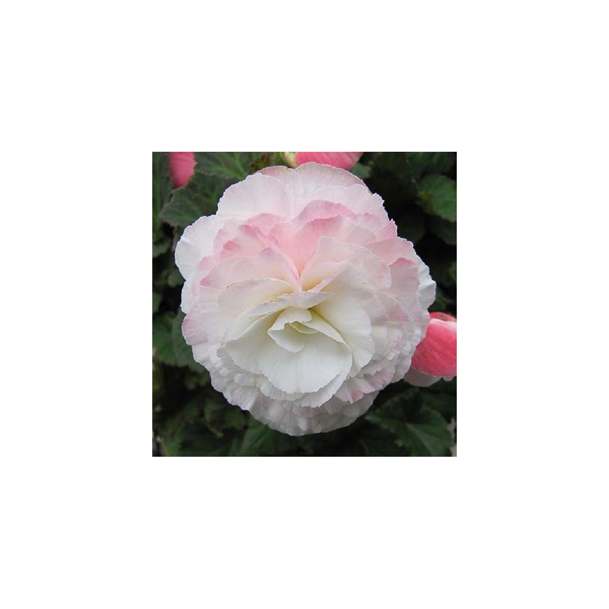 Begónie Nonstop F1 Appleblossom - Begonia tuberhybrida - semena - 20 ks