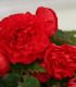 Begónie Nonstop F1 Red - Begonia tuberhybrida - semena - 20 ks