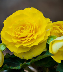 Begónie Nonstop F1 Yellow - Begonia tuberhybrida - semena - 20 ks