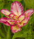 Lilie Double Sensation - Lilium - cibuloviny - 1 ks