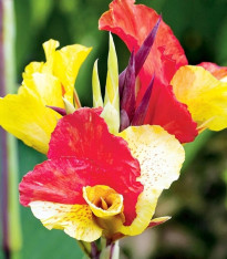 Dosna Kleopatra - Canna - cibuloviny - 1 ks