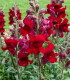 Hledík větší Rocket F1 Red - Antirrhinum majus - semena - 20 ks