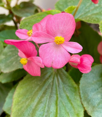 Begónie Superstar F1 Rose - Begonia semperflorens - semena - 20 ks