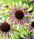 Třapatkovka Green Twister - Echinacea purpurea - prostokořenné sazenice - 1 ks