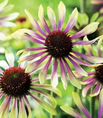 Třapatkovka Green Twister - Echinacea purpurea - prostokořenné sazenice - 1 ks