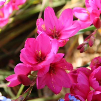 Duhovice Venus - Ixias - cibuloviny - 3 ks