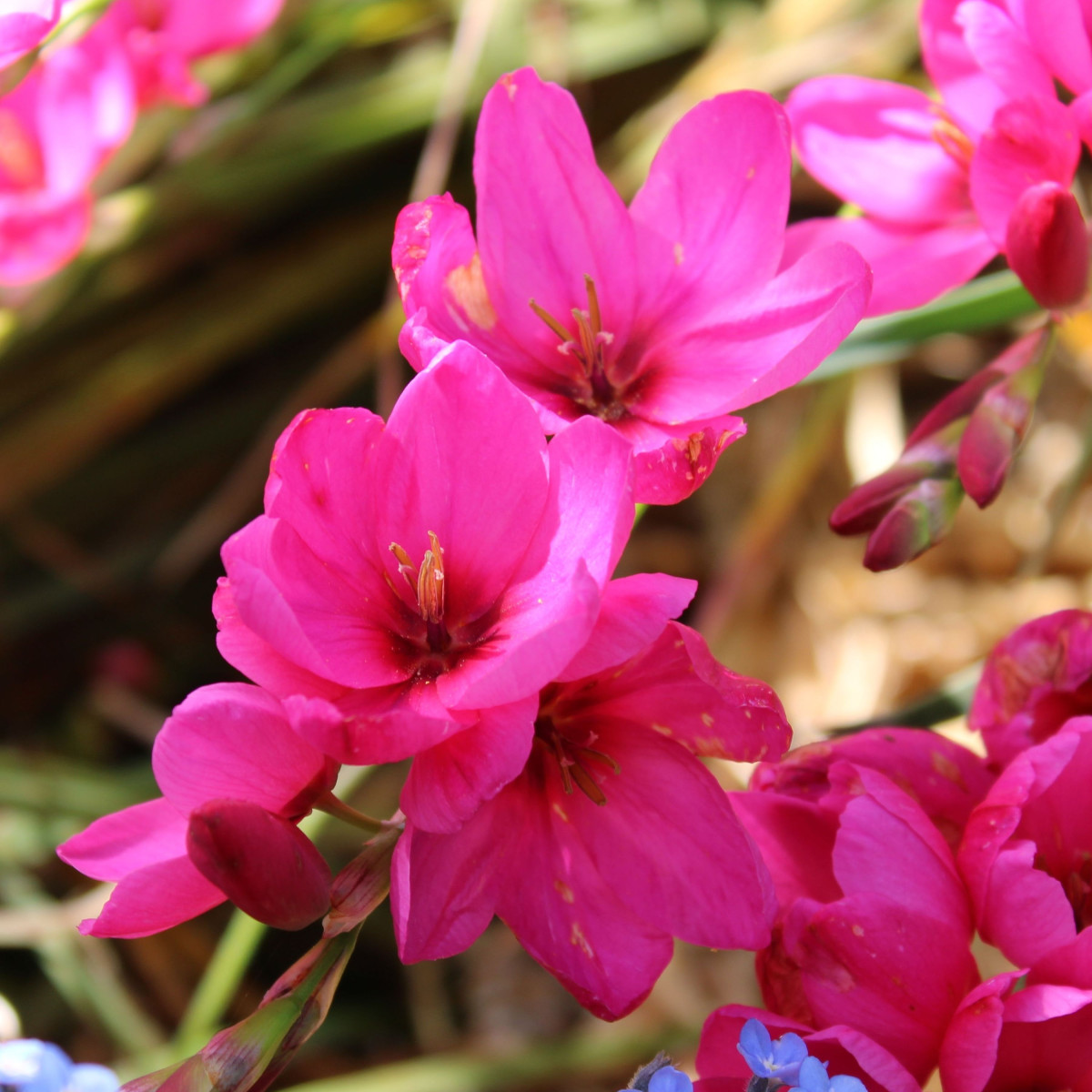 Duhovice Venus - Ixias - cibuloviny - 3 ks