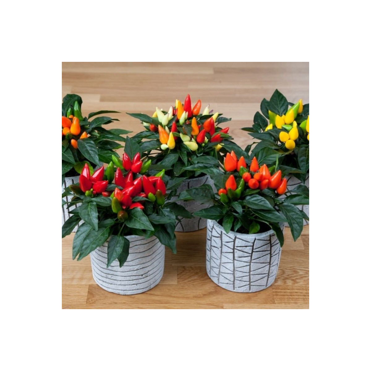 Okrasná paprika Salsa Mix - Capsicum annuum - semena - 7 ks