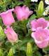 Zvonek zahradní Champion F1 Pink - Campanula medium - semena - 15 ks