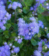 Nestařec americký Blue - Ageratum houstonianum - semena - 50 ks