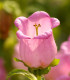Zvonek zahradní Champion F1 Pink - Campanula medium - semena - 15 ks