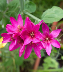 Duhovice Mabel - Ixias - cibuloviny - 3 ks