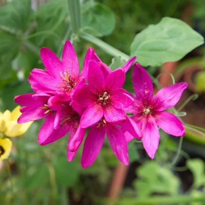 Duhovice Mabel - Ixias - cibuloviny - 3 ks